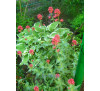Кентрантус червоний (Сentranthus), Centranthus ruber  Coccineus, Валериана  Coccineus 